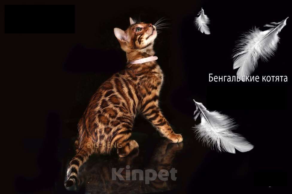 Кошки в Санкт-Петербурге: Бенгальская девочка  Пуговка BIG-BENG Девочка, 40 000 руб. - фото 2