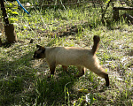 Кошки в Семенове: котик на вязку, 2 000 руб. - фото 2