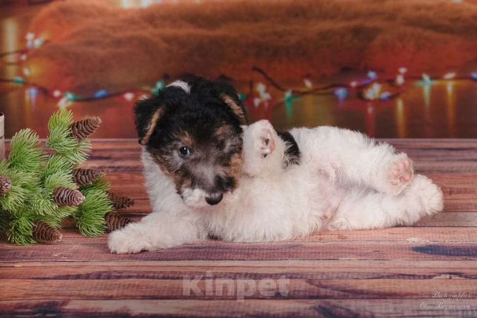 Собаки в Москве: Щенки породы Фокстерьер Мальчик, Бесплатно - фото 5