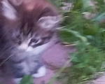 Кошки в других городах Московской области: Кот трёхцветка Мальчик, 30 000 руб. - фото 4