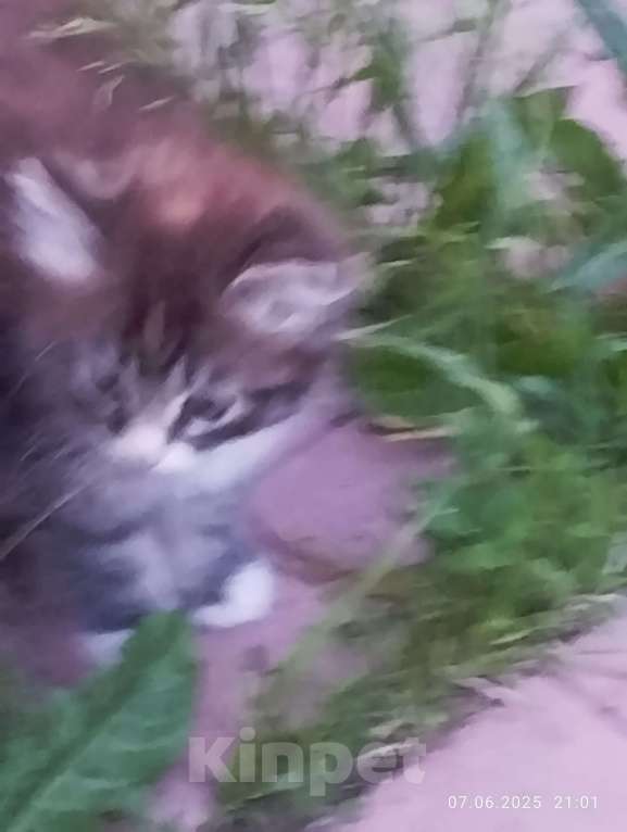 Кошки в других городах Московской области: Кот трёхцветка Мальчик, 30 000 руб. - фото 4