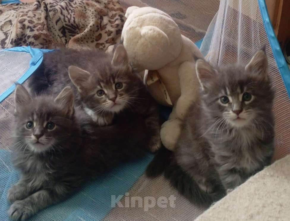 Кошки в Ачинске: Мейкуняша Девочка, 10 000 руб. - фото 1