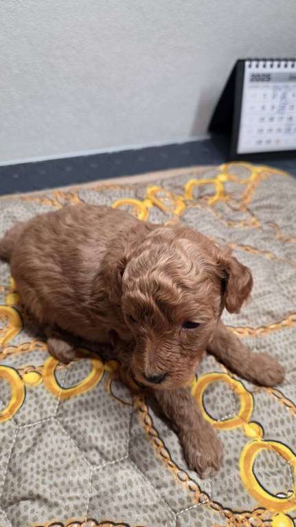 Собаки в Москве: Мальчик  Мальчик, Бесплатно - фото 1