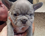 Собаки в Химках: Лиловая француженка Девочка, 150 000 руб. - фото 4