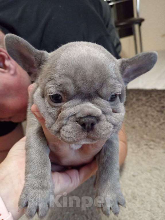 Собаки в Химках: Лиловая француженка Девочка, 150 000 руб. - фото 4