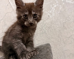 Кошки в Сальске: Котенок мейн кун Мальчик, 25 000 руб. - фото 4