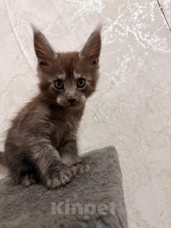 Кошки в Сальске: Котенок мейн кун Мальчик, 25 000 руб. - фото 4