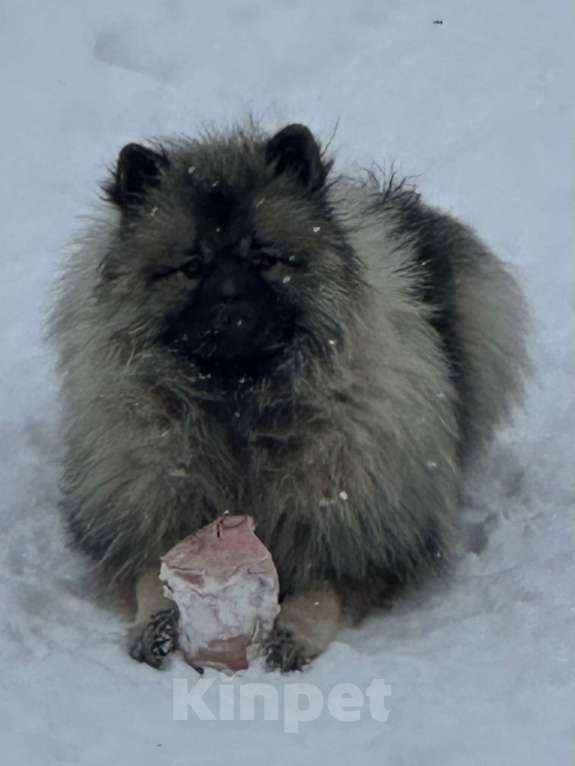 Собаки в Москве: Терри-Мак Из Воронцовского Дворца  Мальчик, 70 000 руб. - фото 10
