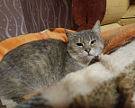 Кошки в Белоозёрском: Афина ищет дом! Девочка, 100 руб. - фото 5