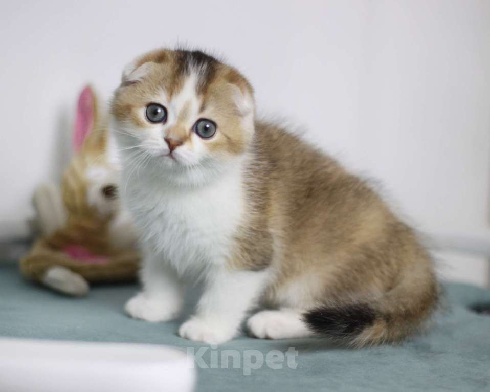 Кошки в Москве: Гахëн Девочка, 40 000 руб. - фото 2