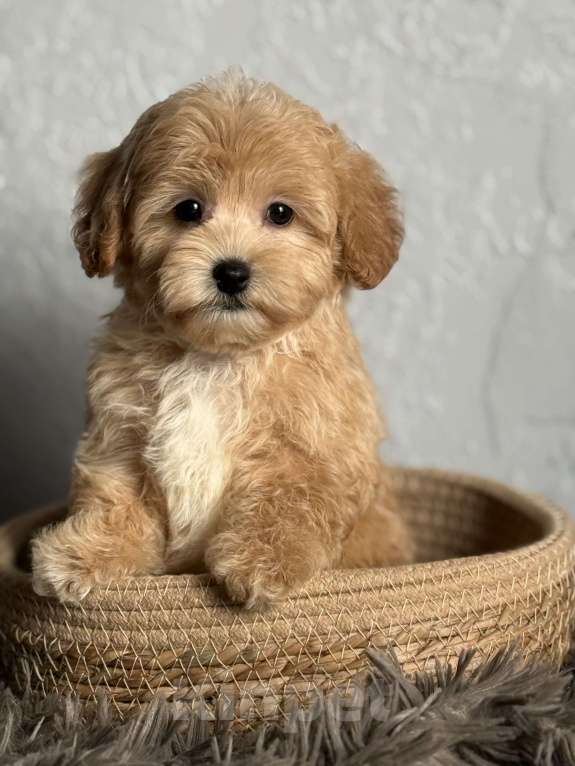 Собаки в Новосибирске: Щенок мальтипу девочка Девочка, 80 000 руб. - фото 4