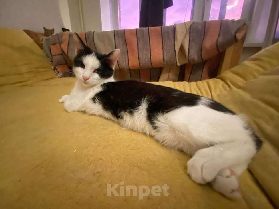 Кошки в Москве: Котенок девочка в добрые руки Девочка, Бесплатно - фото 2