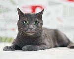 Кошки в Москве: Маффин, серый красавец с мягким сердцем ищет дом Мальчик, Бесплатно - фото 4