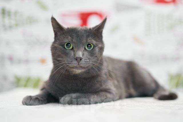 Кошки в Москве: Маффин, серый красавец с мягким сердцем ищет дом Мальчик, Бесплатно - фото 4