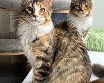 Кошки в других городах Свердловской области: Котята мейн-кун, черепахи Девочка, 40 000 руб. - фото 4