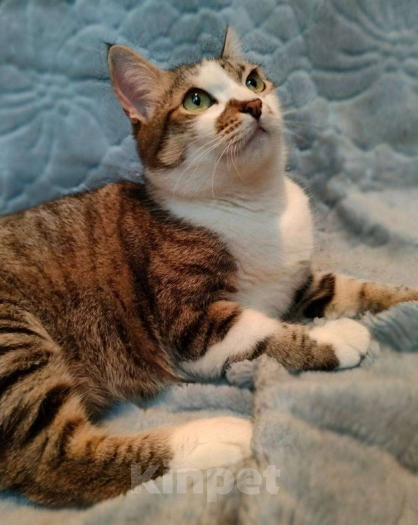 Кошки в Москве: Кошка Скалли ищет дом! Девочка, Бесплатно - фото 4