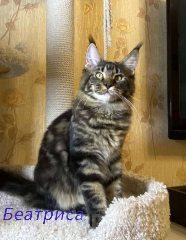 Кошки в Челябинске: Котята Девочка, Бесплатно - фото 2