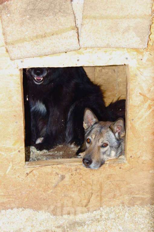 Собаки в Москве: Миниатюрный волчонок Девочка, Бесплатно - фото 5