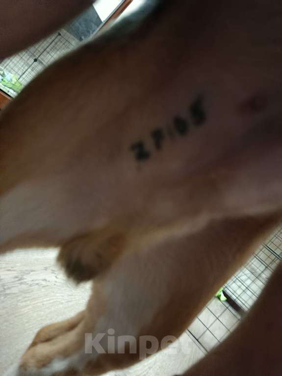 Собаки в Химках: Щенок бигль Мальчик, 15 000 руб. - фото 2