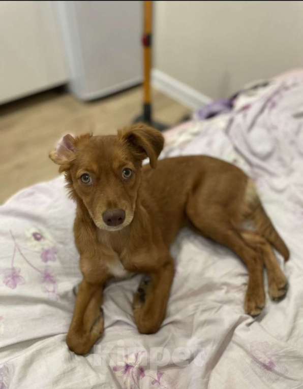 Собаки в Балашихе: Щенок ксолоитцкуинтли мини Мальчик, 10 000 руб. - фото 7