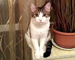 Кошки в Высоковске: Потерялся кот в д. Масюгино  Мальчик, 1 000 руб. - фото 1