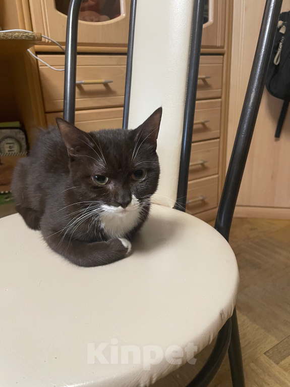 Кошки в Москве: Котёнок в добрые руки. Мальчик, Бесплатно - фото 2