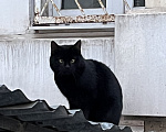 Кошки в Москве: Котик Бумер ищет дом Мальчик, Бесплатно - фото 1