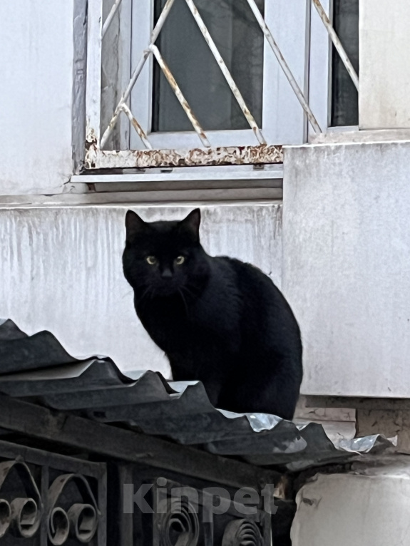 Кошки в Москве: Котик Бумер ищет дом Мальчик, Бесплатно - фото 1