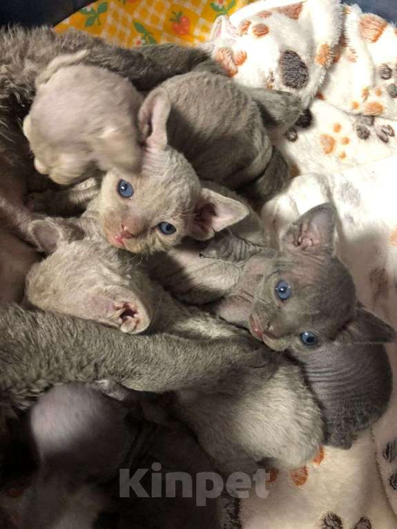 Кошки в Москве: Девон рекс  Мальчик, 60 000 руб. - фото 3