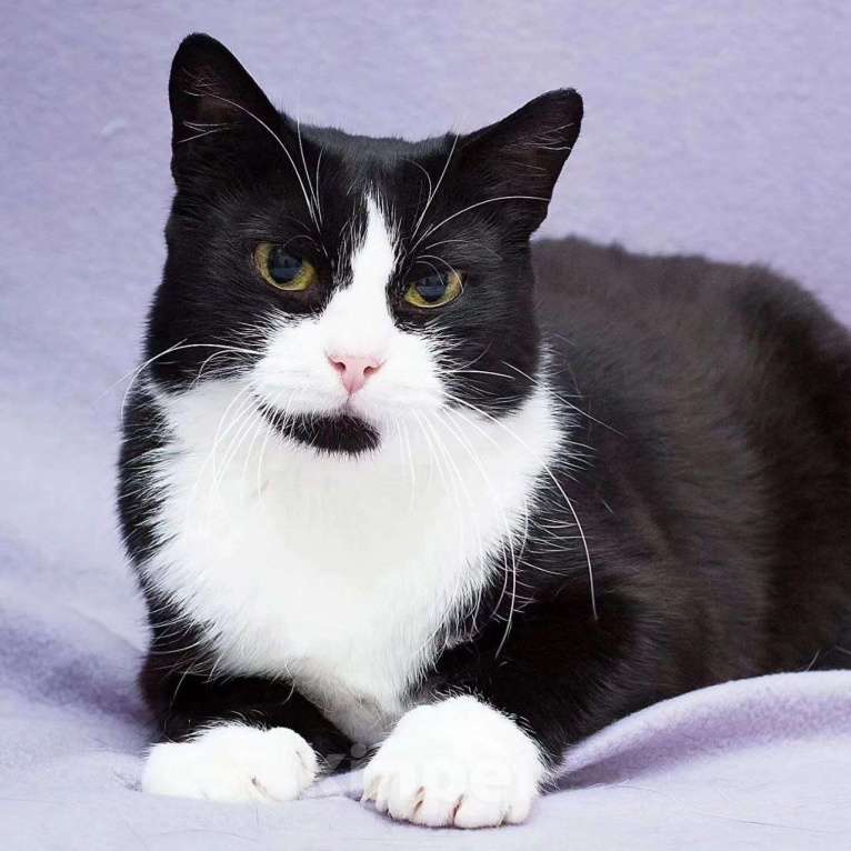 Кошки в Москве: Самая ласковая на свете кошечка грустит в боксе одна Девочка, Бесплатно - фото 5