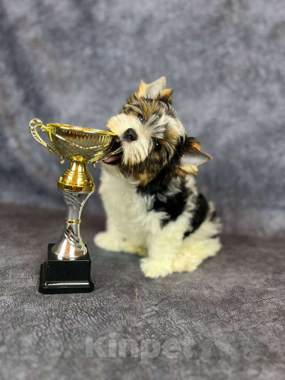 Собаки в Вологде: Очень милый щенок бивер терьера Тайлер (Тай). Перспективный для выставок и разведения.   Мальчик, 90 000 руб. - фото 5