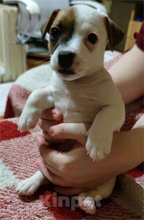 Собаки в Великом Новгороде: Щенки Джек Рассел терьер Девочка, 15 000 руб. - фото 2