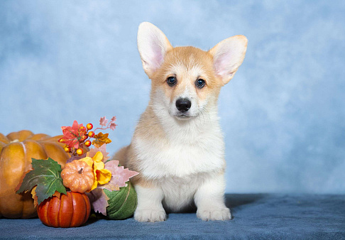 Вельш корги пемброк щенок