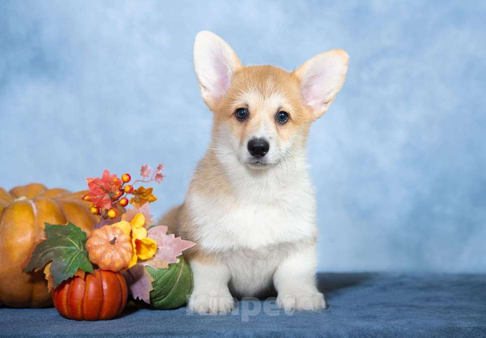 Собаки в Москве: Вельш корги пемброк щенок Мальчик, 50 000 руб. - фото 1