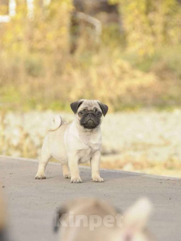 Собаки в Волгограде: Щенок мальчик  мопсик  Мальчик, Бесплатно - фото 3