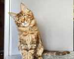Кошки в Москве: Котенок Мейн-Кун Девочка Девочка, 45 000 руб. - фото 6