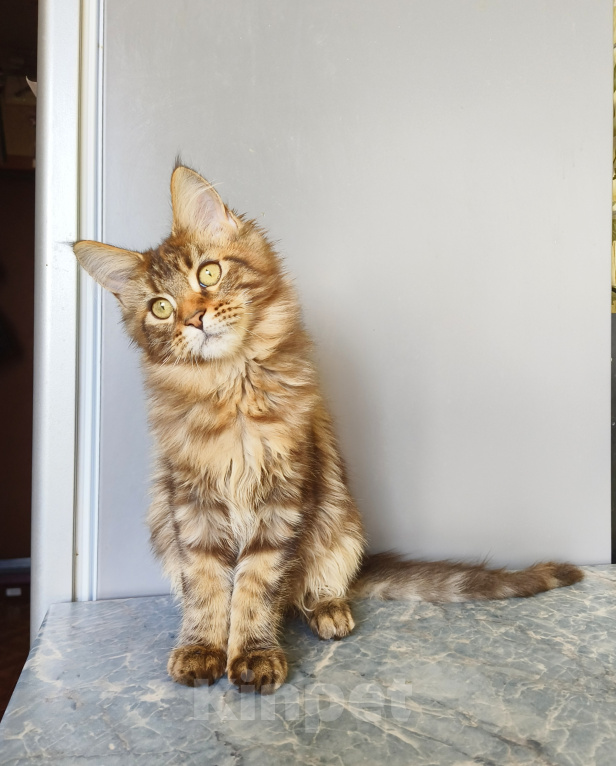 Кошки в Москве: Котенок Мейн-Кун Девочка Девочка, 45 000 руб. - фото 6