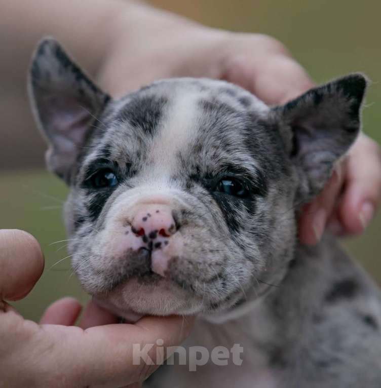 Собаки в Москве: Американский булли Девочка, 250 000 руб. - фото 3