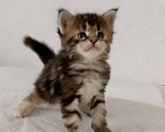 Кошки в Энгельс: Котенок Мэйн кун Девочка, 50 000 руб. - фото 3