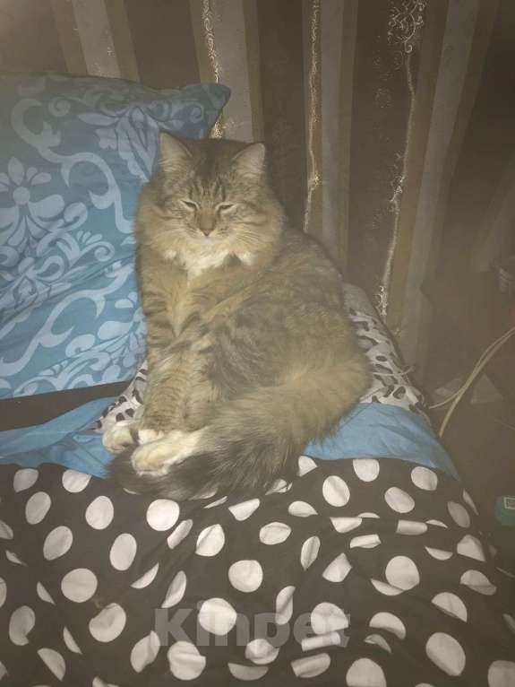 Кошки в Москве: Пропал кот Мальчик, Бесплатно - фото 2