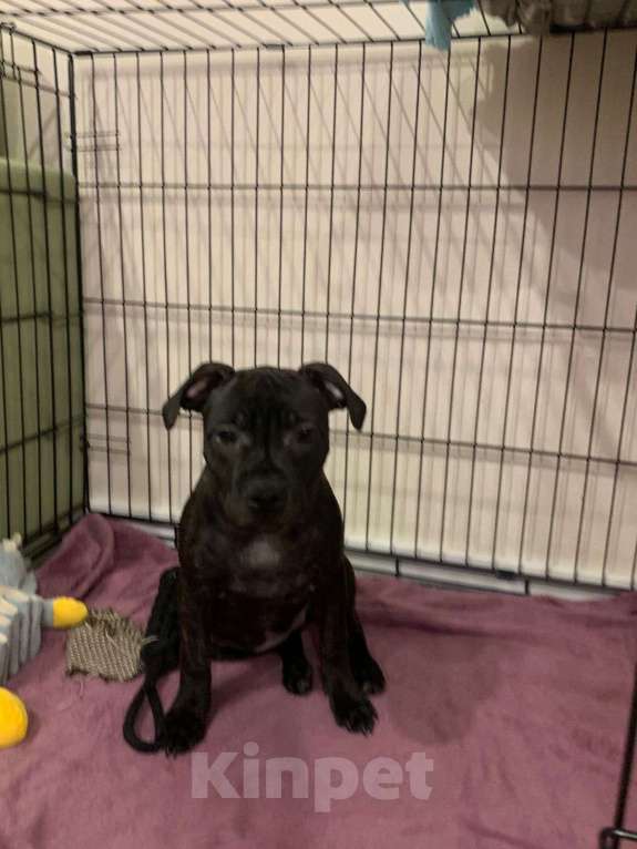 Собаки в Санкт-Петербурге: Щенки Стаффордширского бультерьера ( Англ.) Девочка, Бесплатно - фото 2