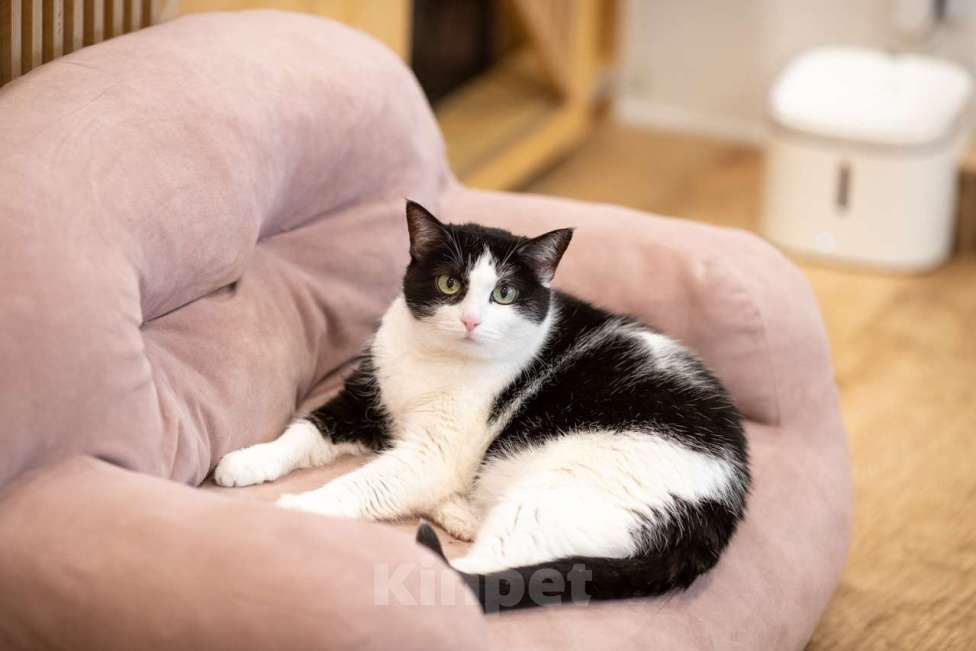 Кошки в Москве: Кошка Алиса в добрые руки Девочка, Бесплатно - фото 8