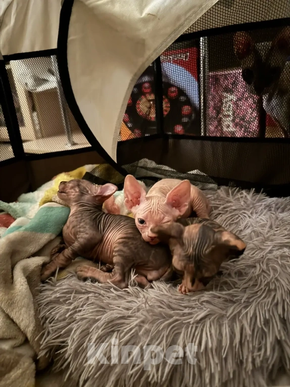 Кошки в Одинцово: Продадим прекрасных котят в добрую, любящую семью Разнополые, 15 000 руб. - фото 8