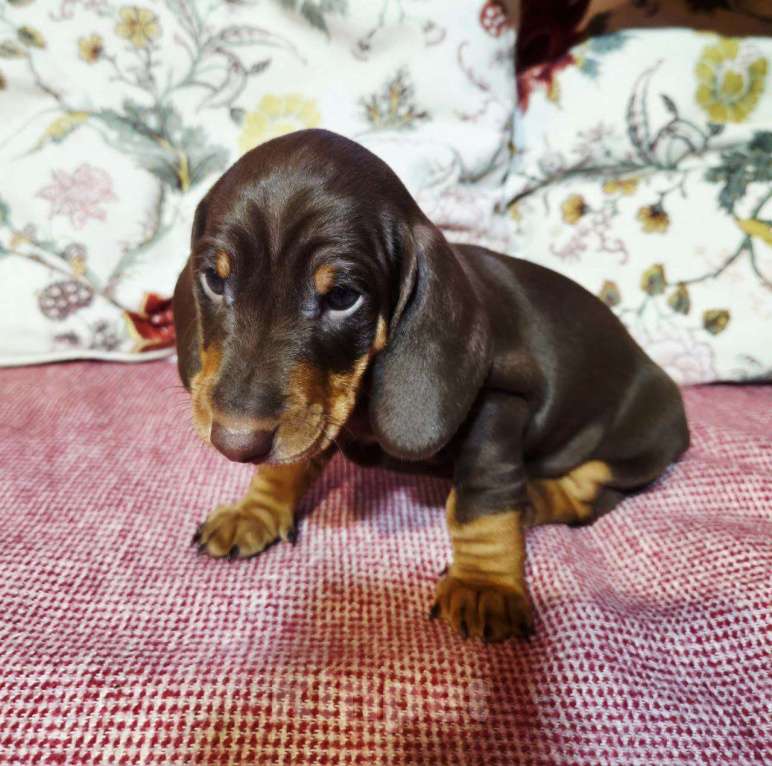 Собаки в других городах Московской области: Породистый щенок таксы Мальчик, 50 000 руб. - фото 2