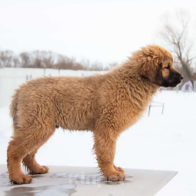 Собаки в Москве: Щенок Монгольского Банхара Мальчик, Бесплатно - фото 7