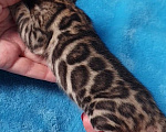Кошки в Москве: Бенгальская девочка Девочка, 80 000 руб. - фото 3