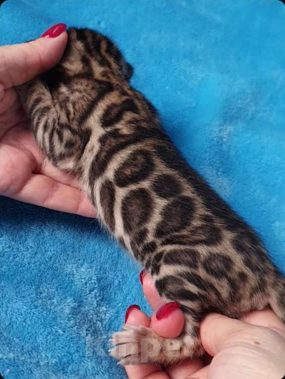 Кошки в Москве: Бенгальская девочка Девочка, 80 000 руб. - фото 3