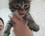 Кошки в Уфе: Котята в добрые руки Разнополые, Бесплатно - фото 4