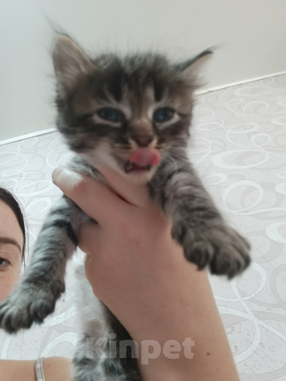 Кошки в Уфе: Котята в добрые руки Разнополые, Бесплатно - фото 4