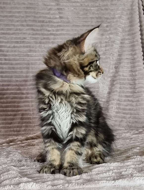 Кошки в Москве: Девочка мраморного окраса Девочка, 60 000 руб. - фото 3